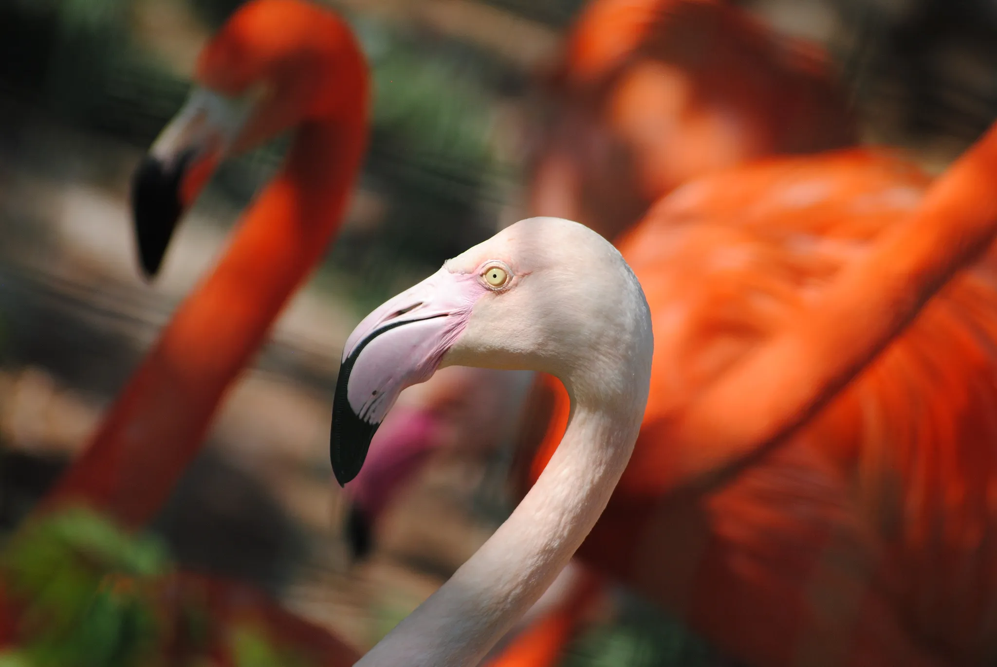 Connect with wildlife - Paphos Zoo